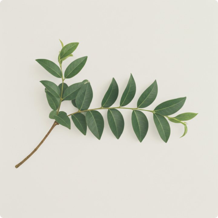 Leaf Branch